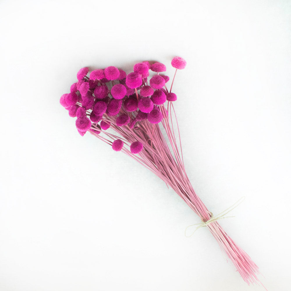 botao preservado rosa