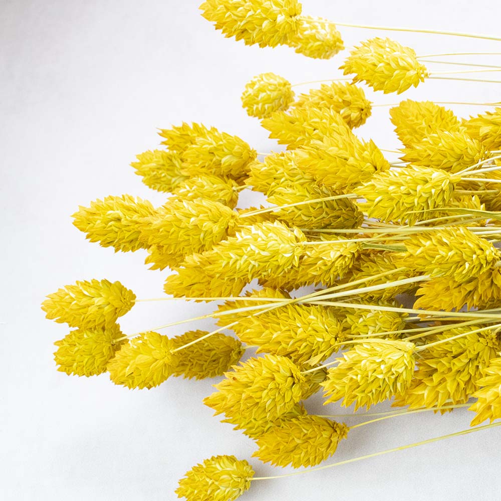 phalaris preservado amarillo