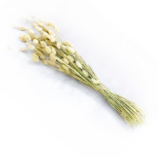 phalaris seco natural