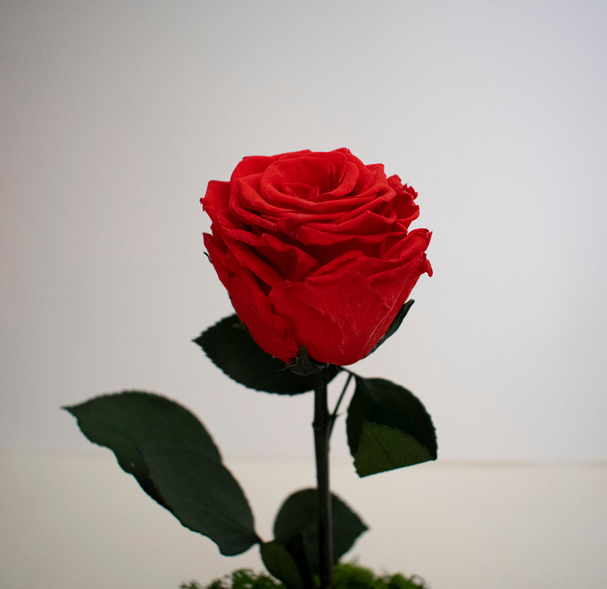 rosa preservada roja