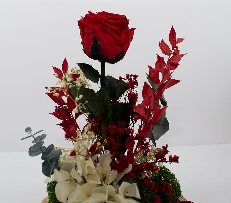 Rosa eterna roja en cúpula