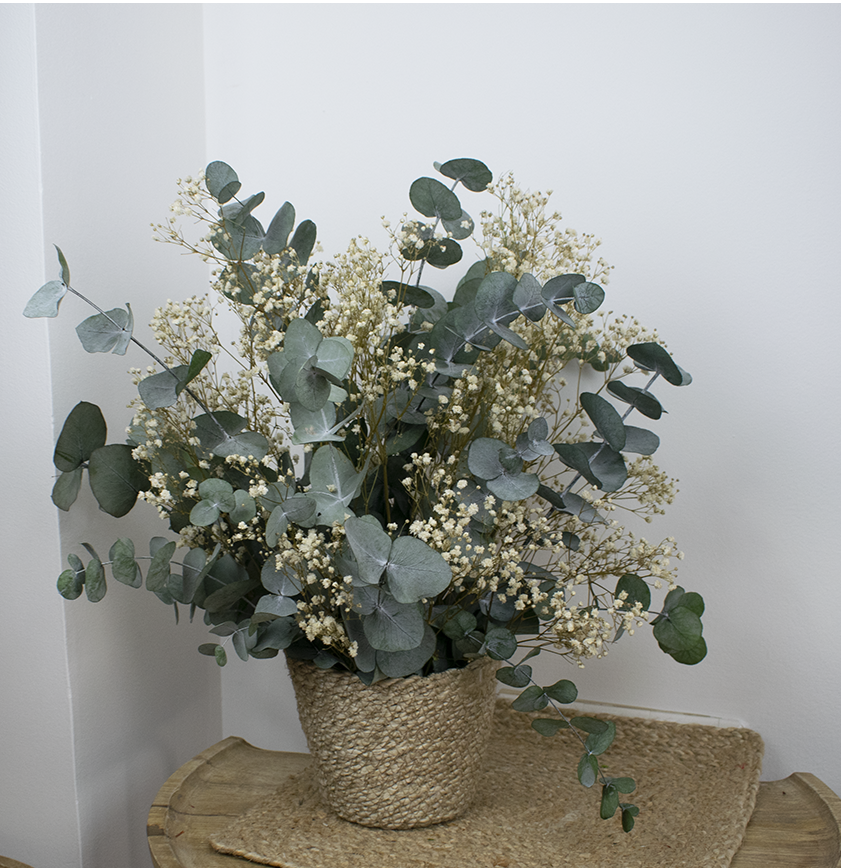 Cesntro de eucalipto preservado con paniculata