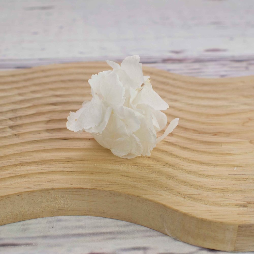 hortensias blancas preservadas