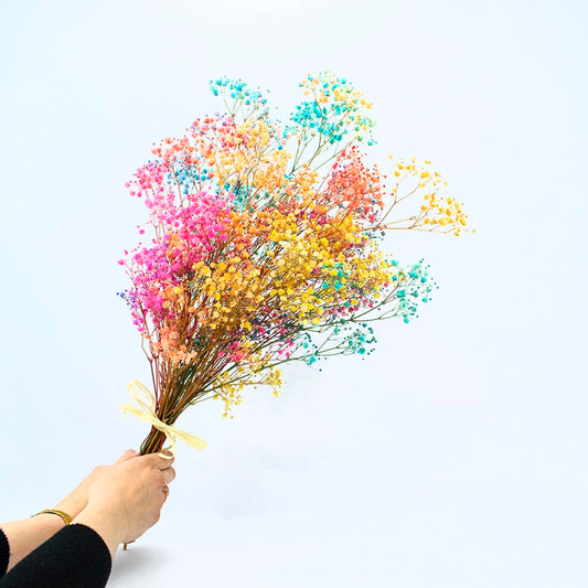 paniculata arcoiris preservada