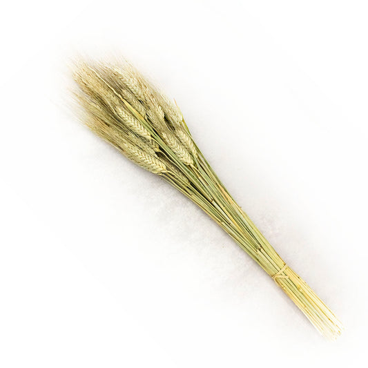 espigas de trigo seco para decoracion