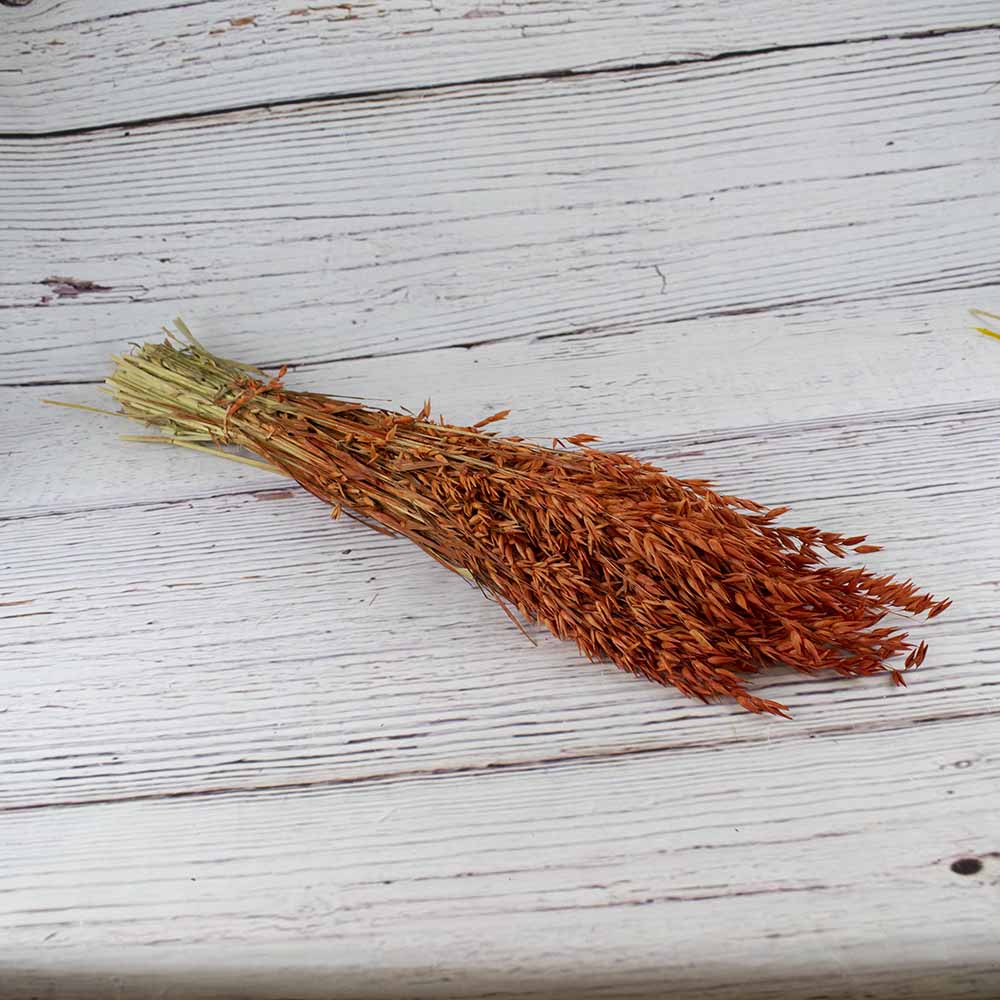 Avena seca