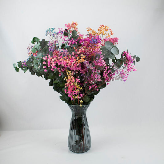 paniculata arcoiris preservada