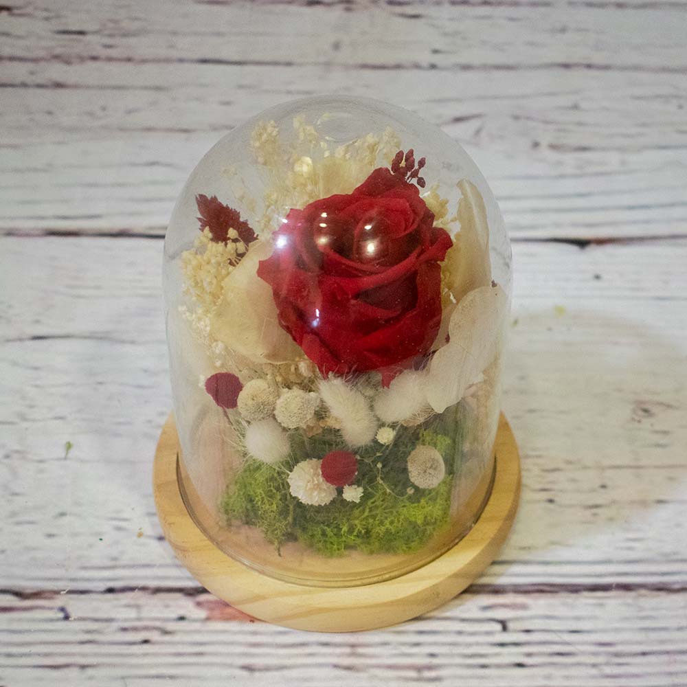 rosa roja en cupula de cristal